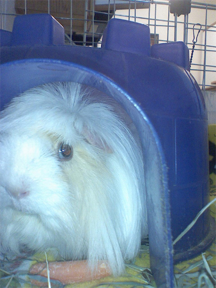 a fluffy white rabbit in a cage at home