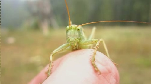 a small green insect is standing on a person