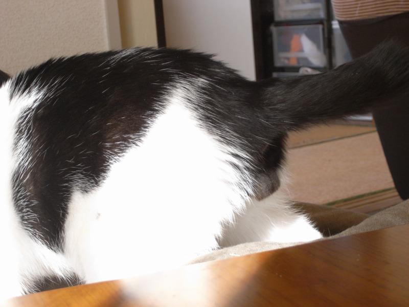 the black and white cat is standing near a table