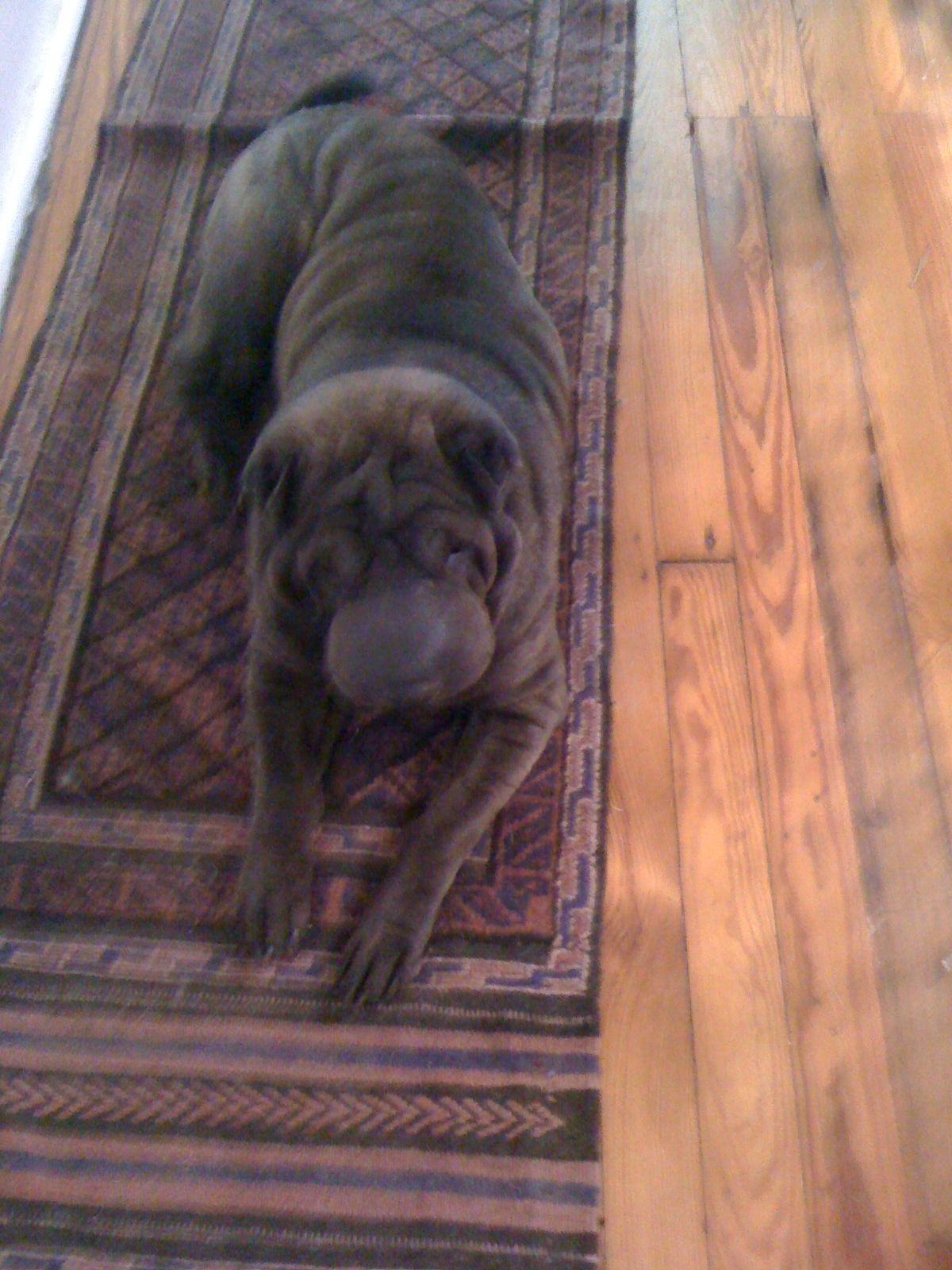 a pug dog laying on a rug on a wood floor