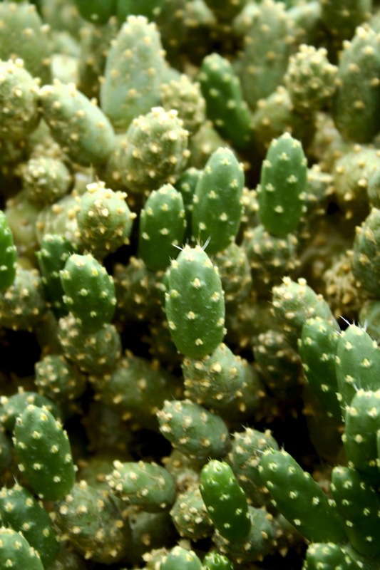 a close up s of a group of green plants