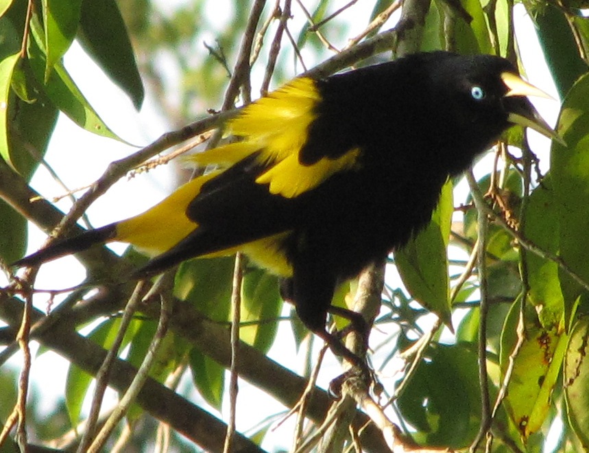 a bird is perched on a nch looking in the distance