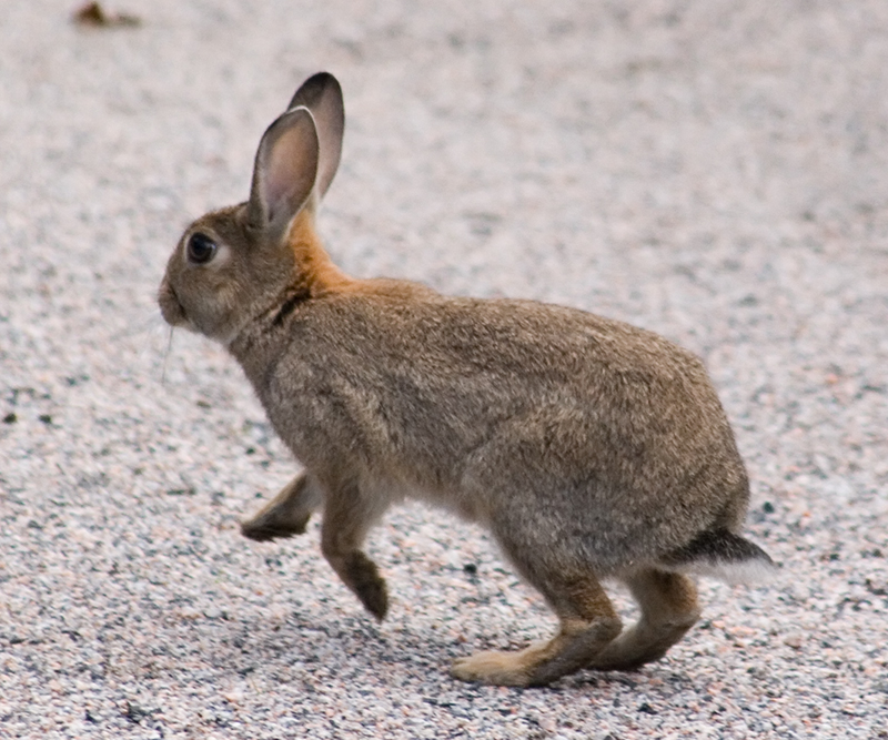 small rabbit running along the pavement towards the camera