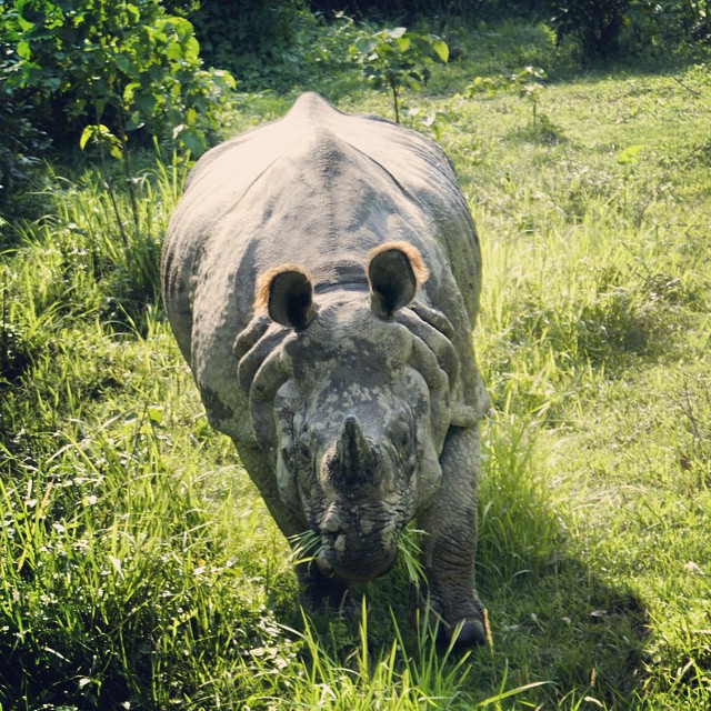 a rhino with its head turned and large horns