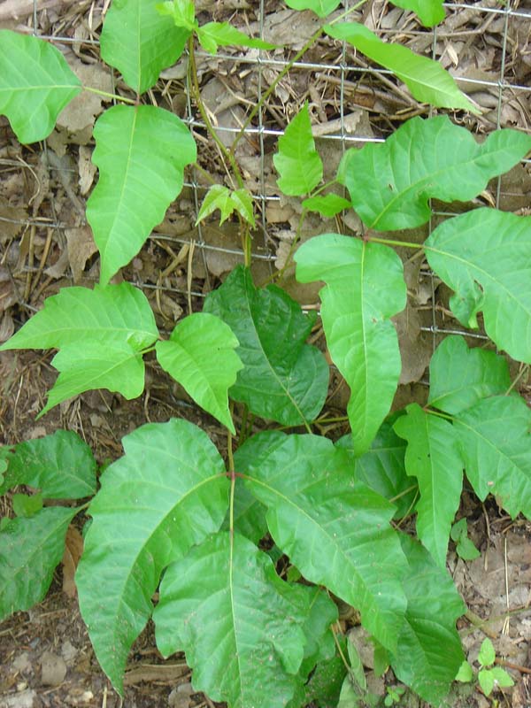 a plant with large green leaves in a wire mesh enclosure