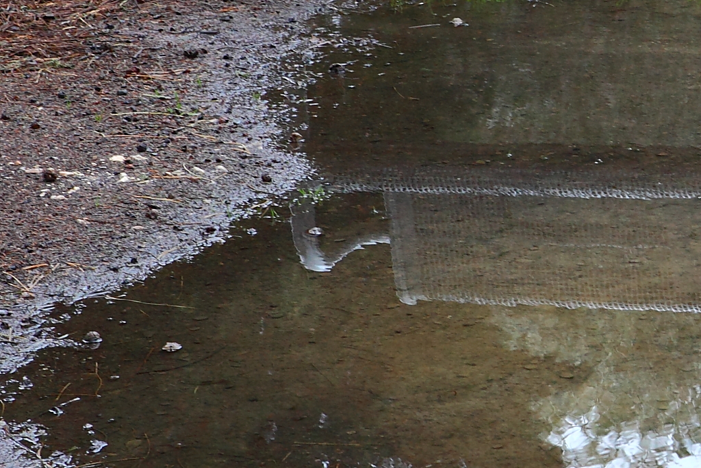 an area with wet grass and water next to a fence