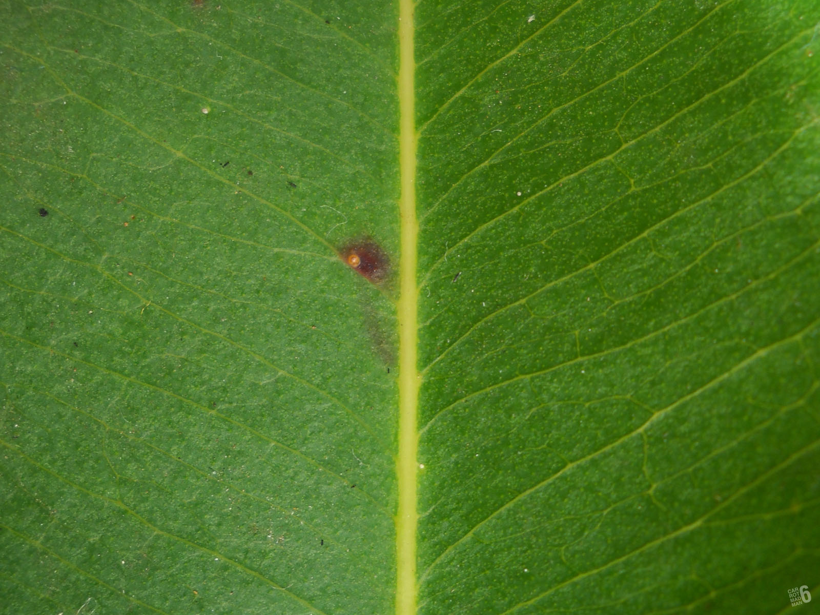 a red bug is walking down a green leaf