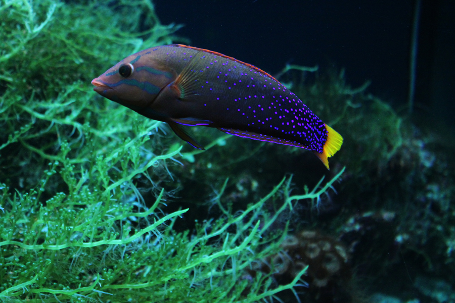 a black and yellow fish is shown in the sea