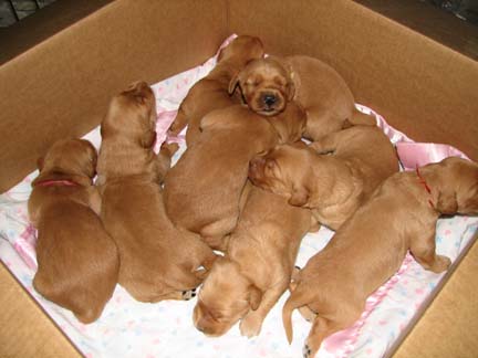 many puppies are gathered in a cardboard box