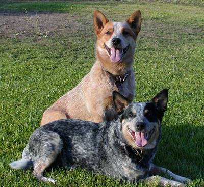 two dogs sitting in the grass on a sunny day