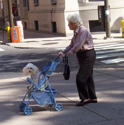 an old woman walking with a white dog in a stroller