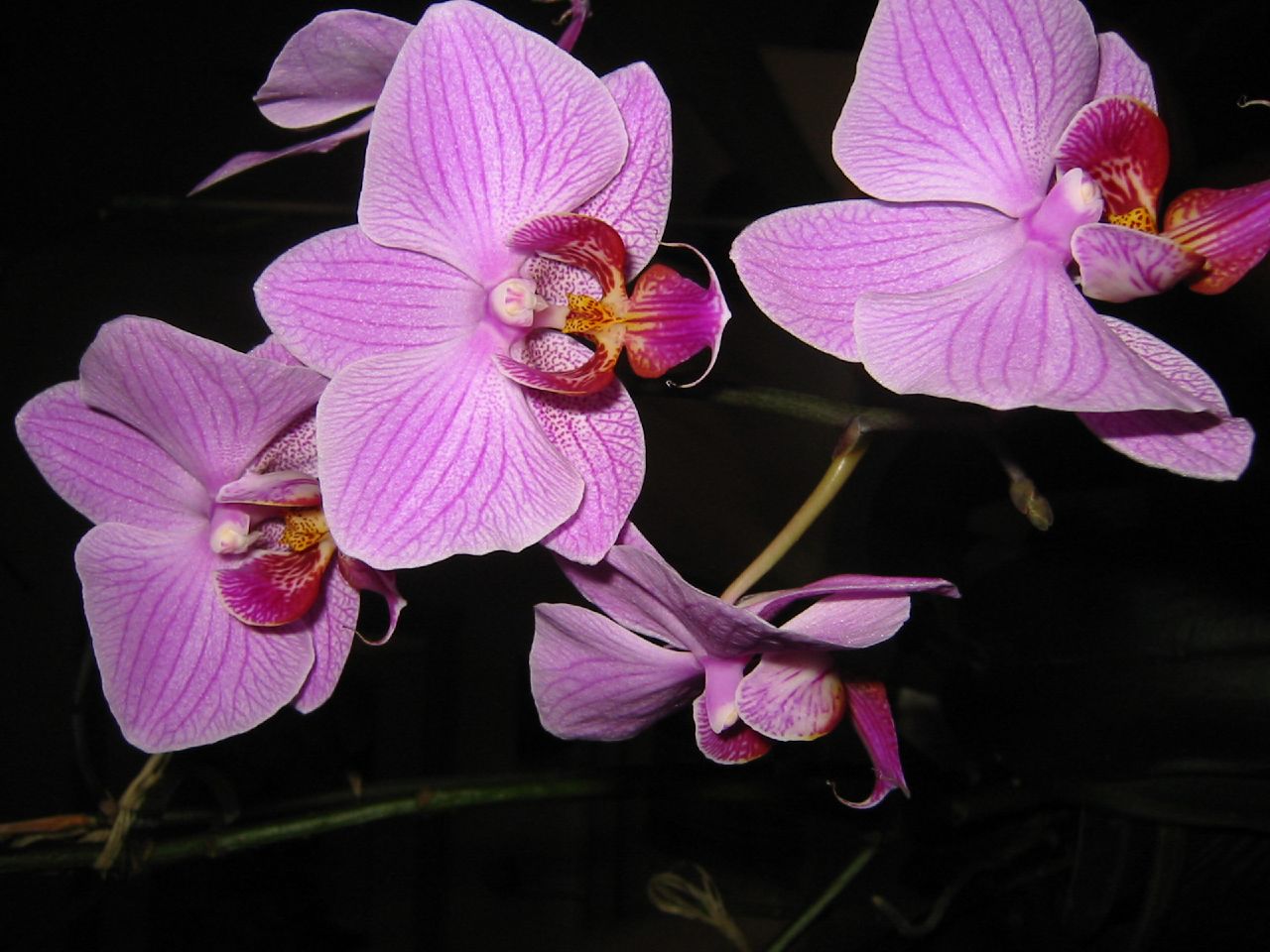 the orchids are blooming brightly and very vivid