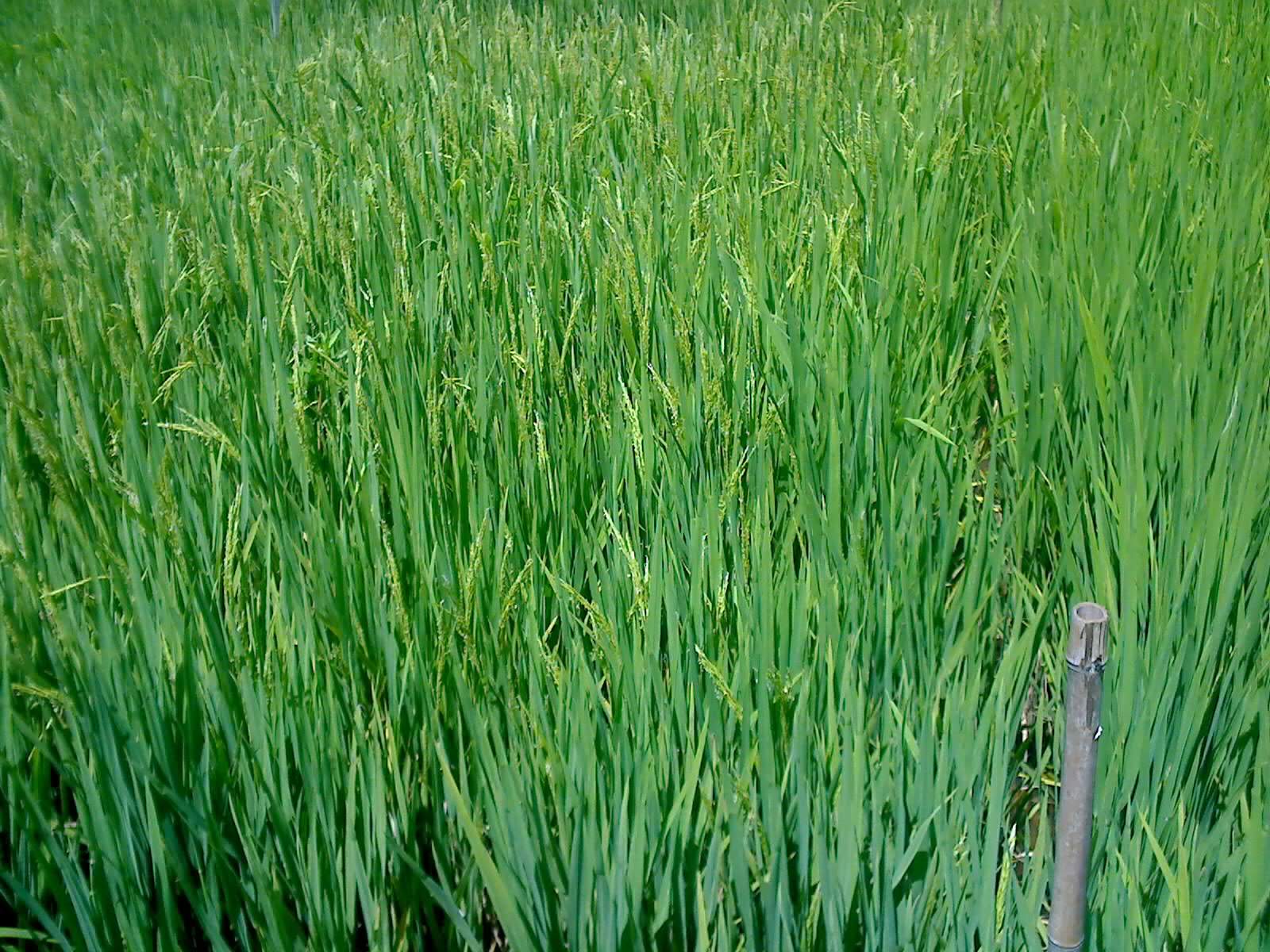 tall green grass stands in the center of a wide open area