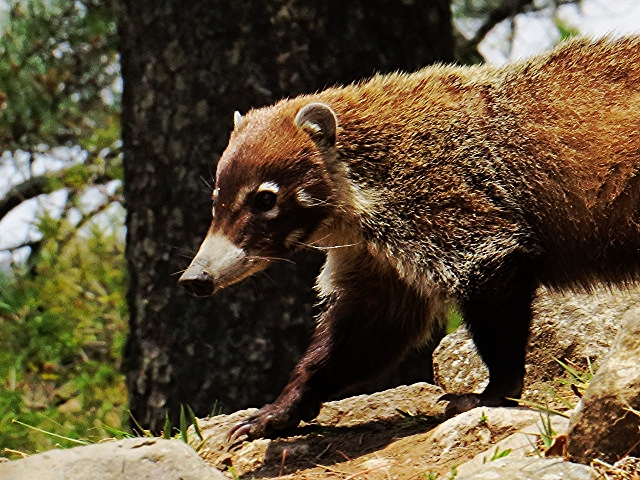 a small brown animal walks on rocks by trees