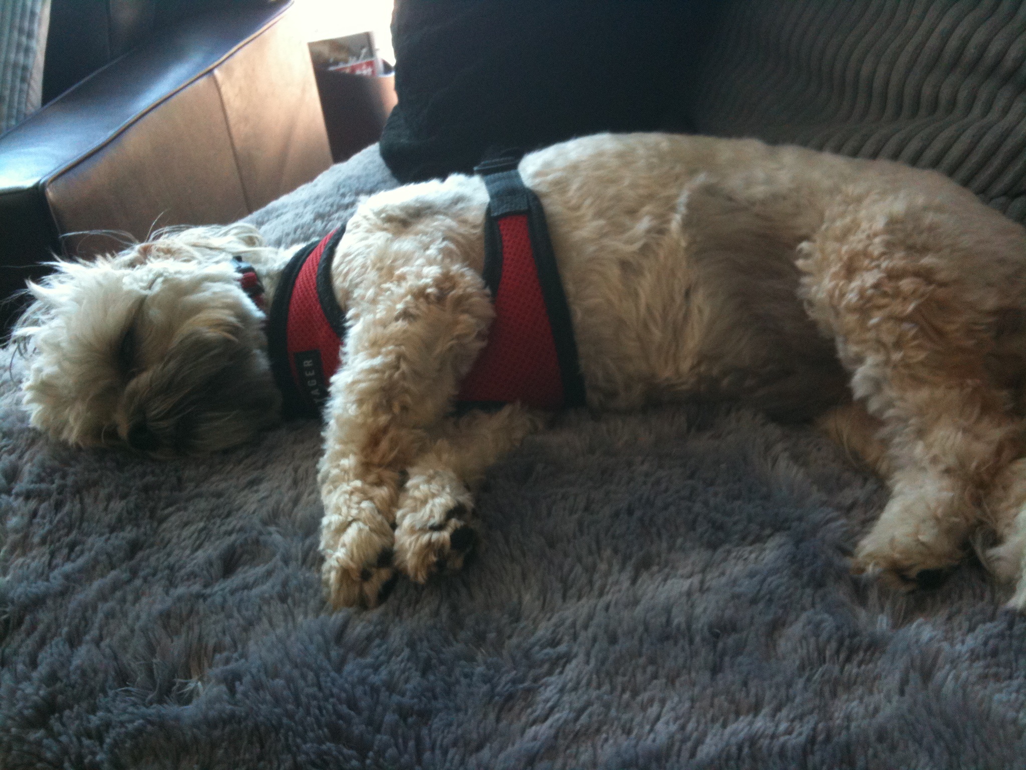 the dog is lying down wearing a vest
