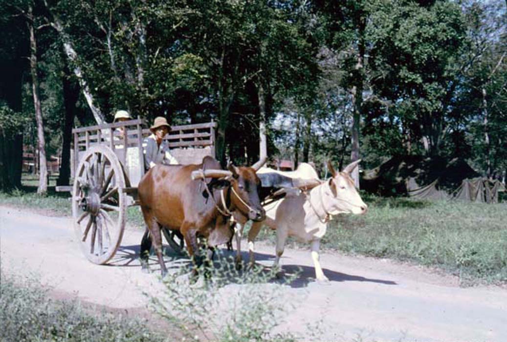 an oxen pulling two large cows down the road