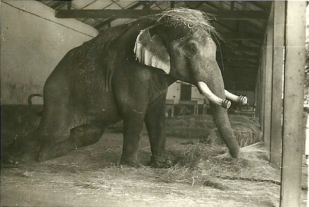 an elephant has it's legs stretched out while eating hay