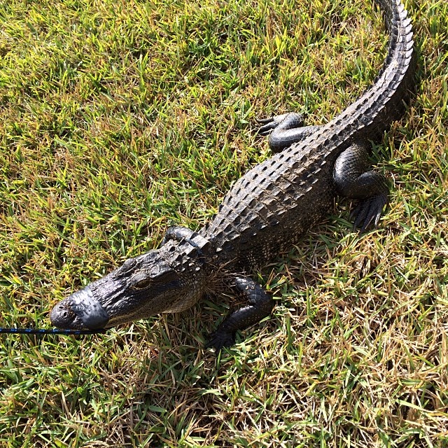 a large alligator that is laying on the ground