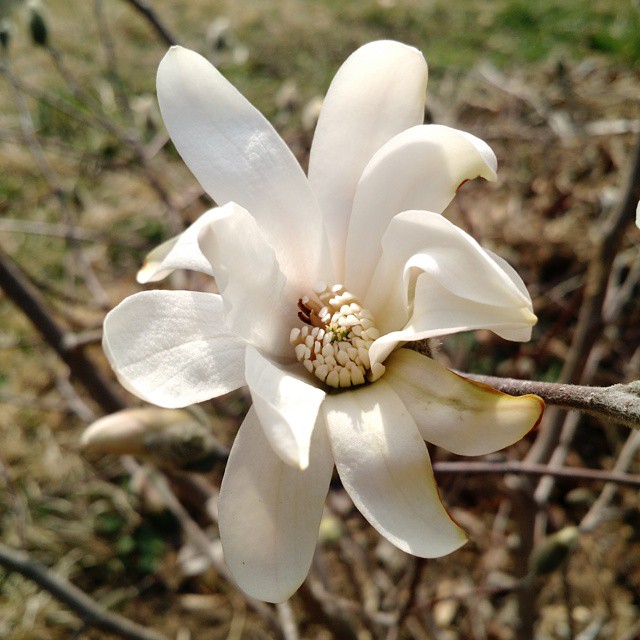 this white flower is blooming in the sun