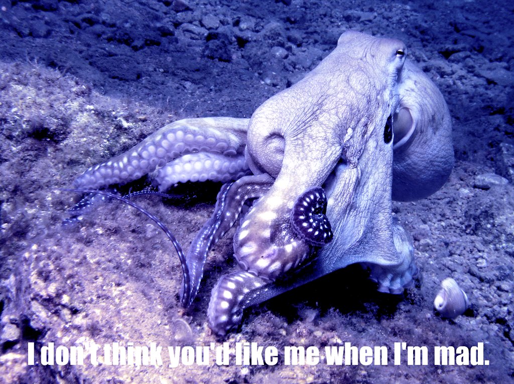an octo laying on a sandy ground with it's head in its mouth