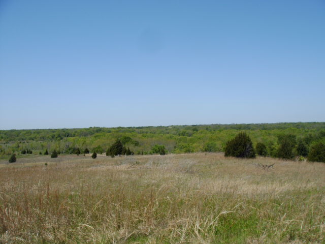 an empty field near many trees on a sunny day