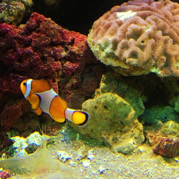 an orange fish looking around in front of some coral