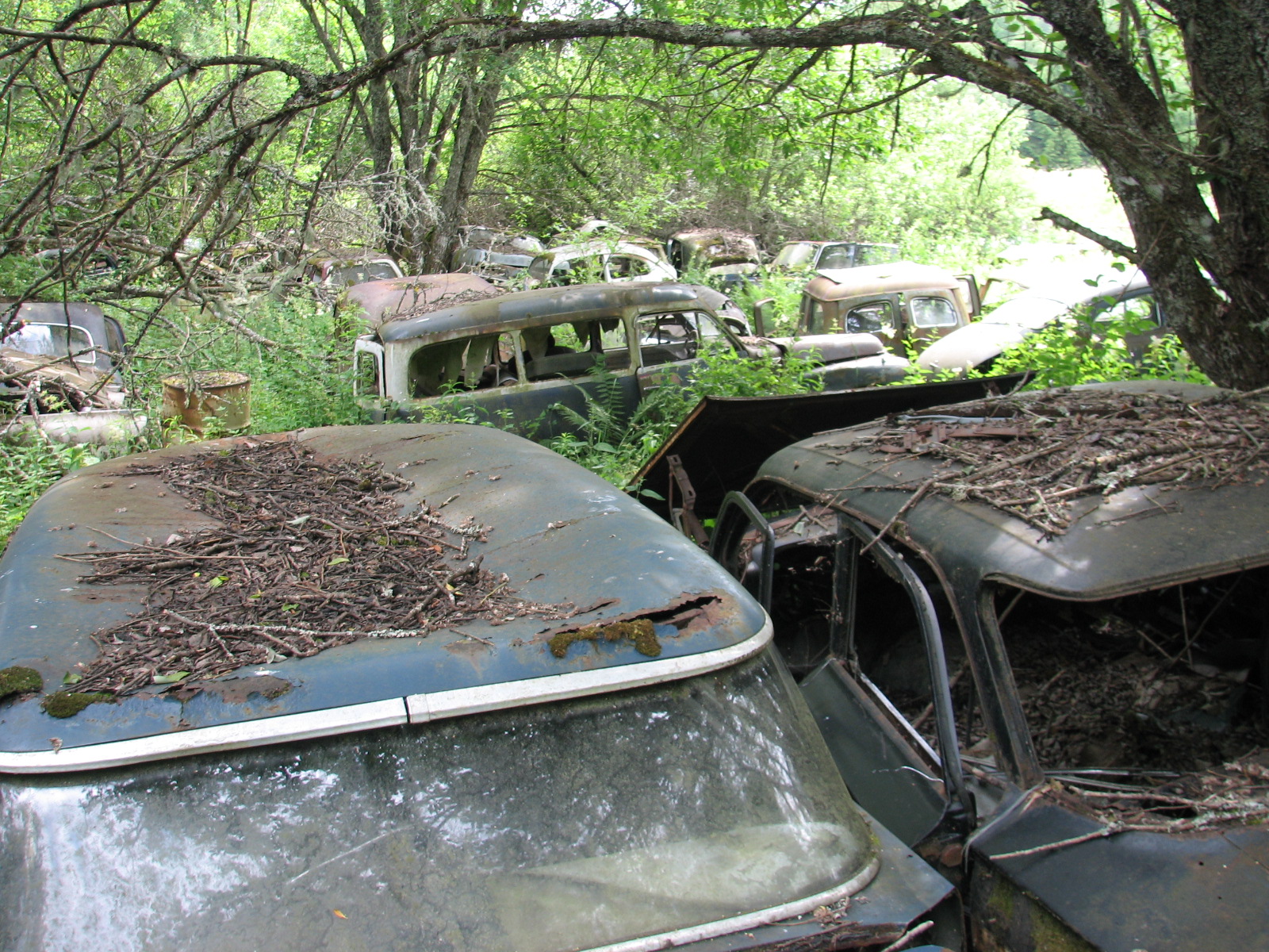 some old cars and bushes in the woods
