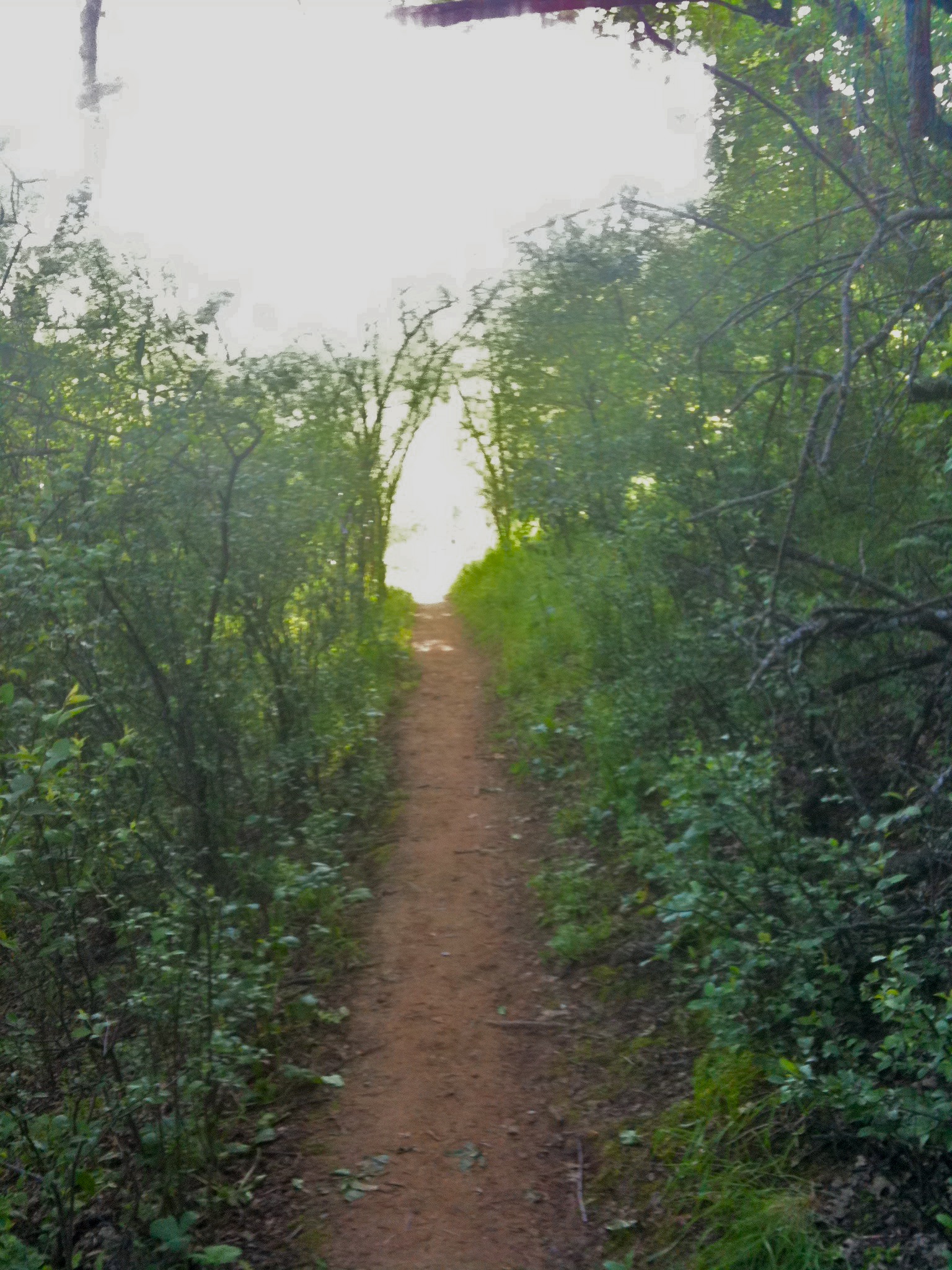 a dirt path in the middle of some trees