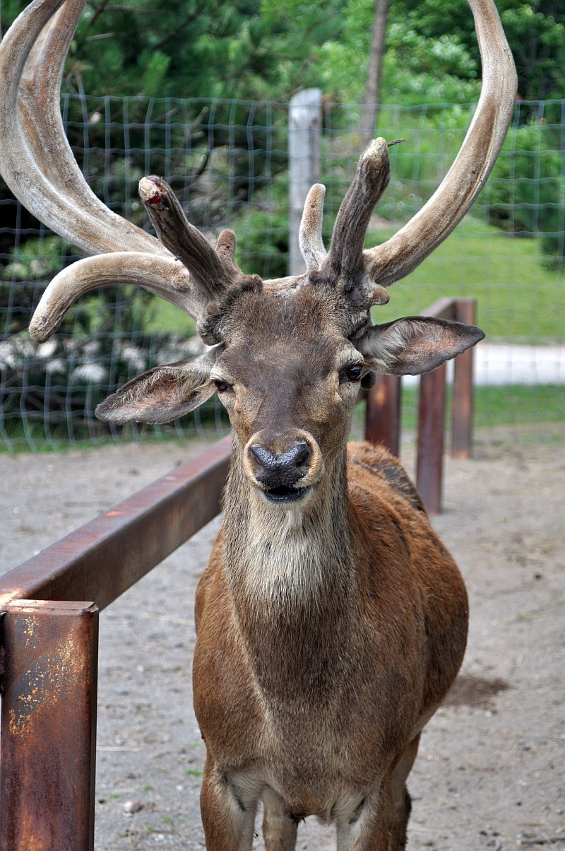 deer standing inside an enclosure, with large antlers on his head