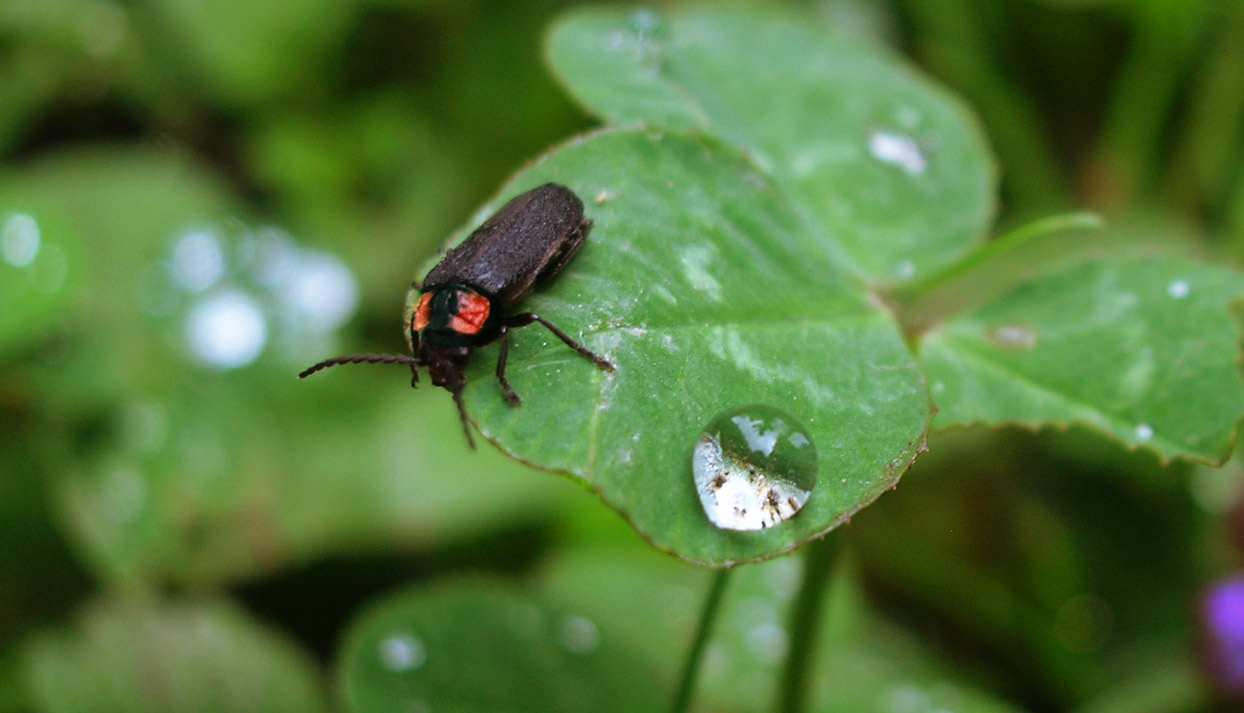 a bug with red and black stripes walking on a leaf