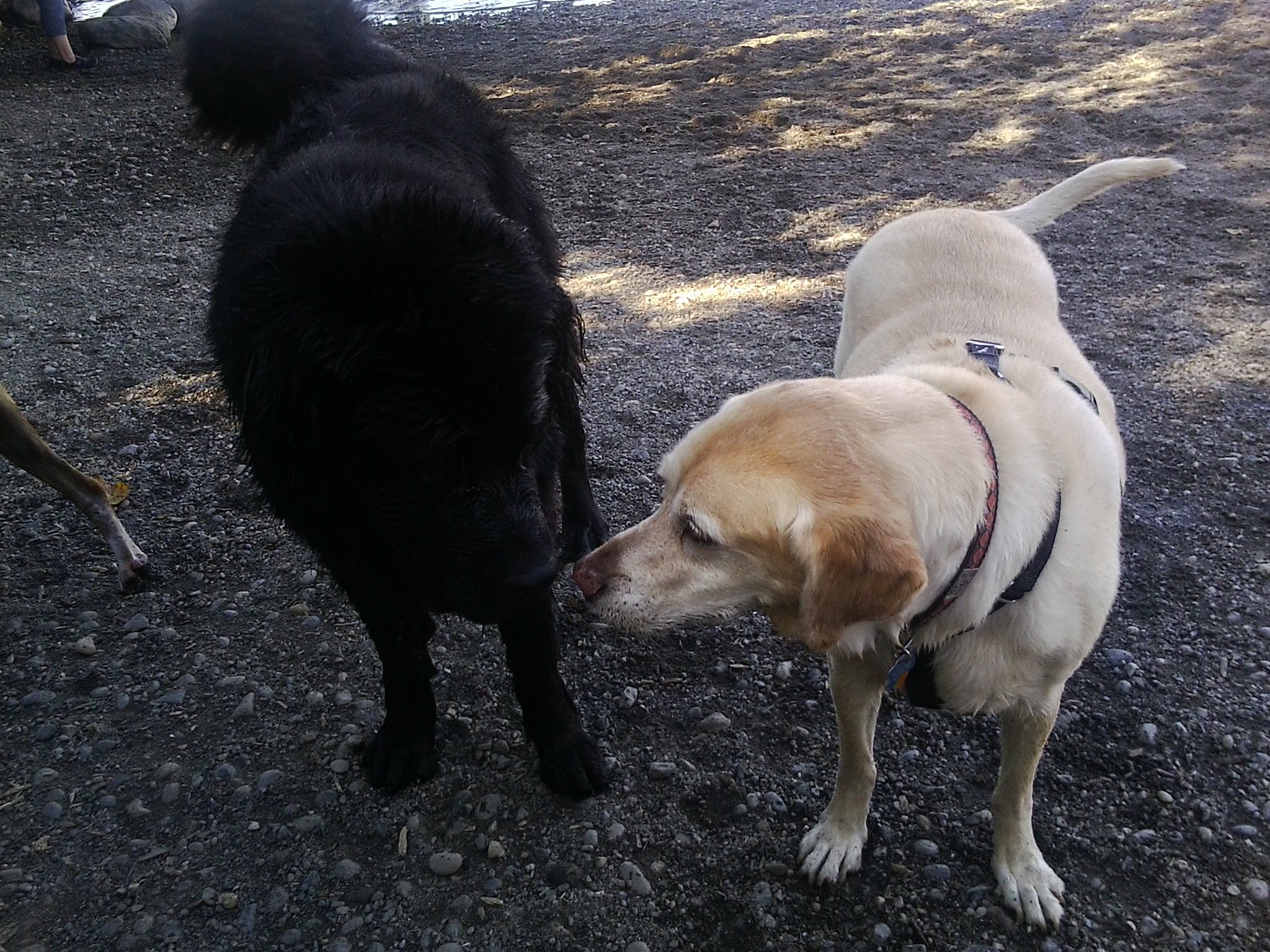 two dogs on gravel area with water in background