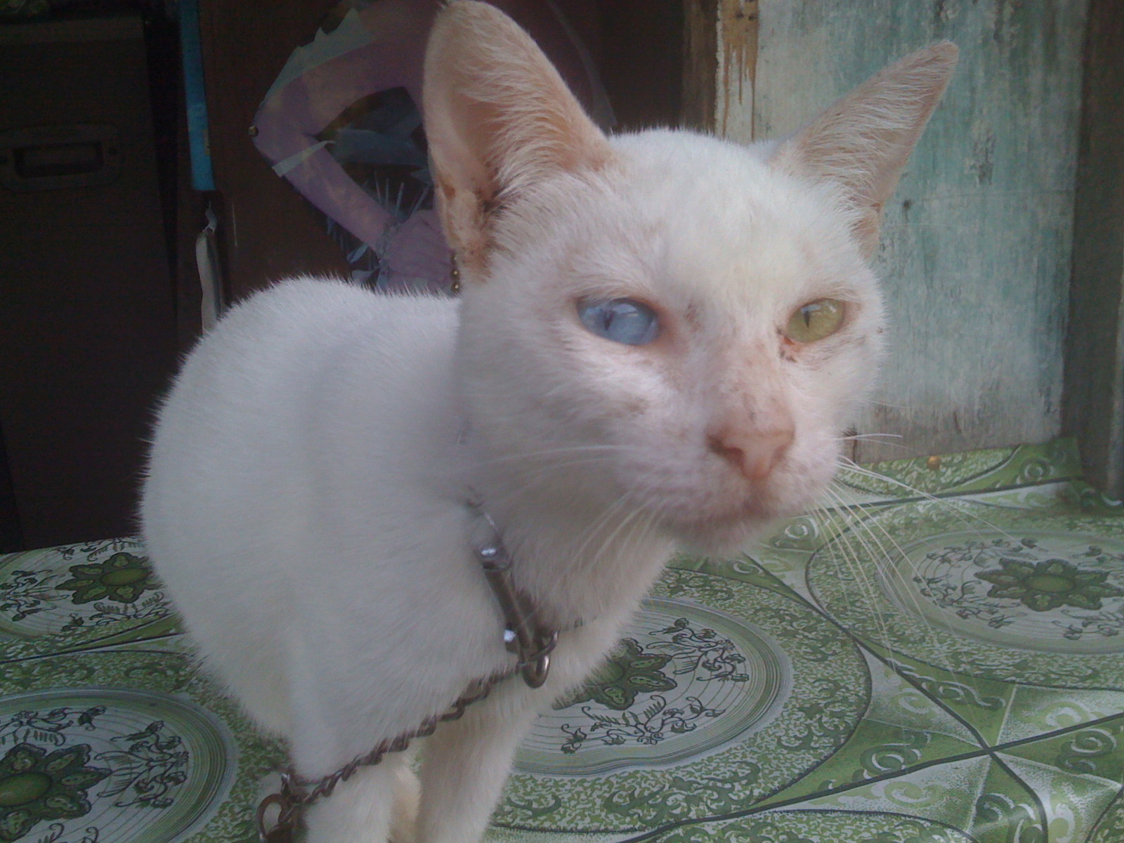 a white cat with blue eyes and a collar on a table
