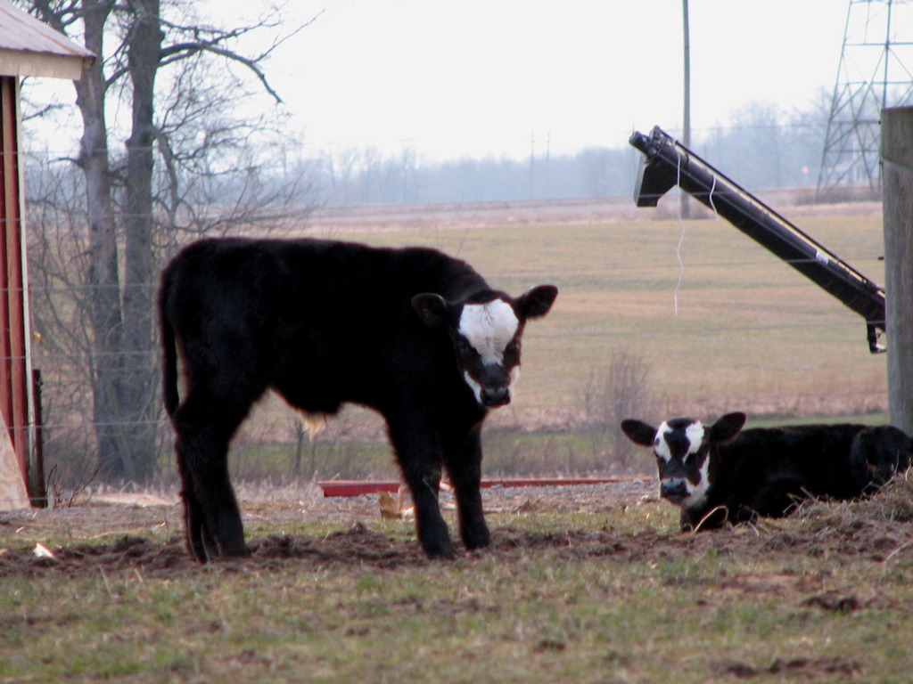 a couple of cows laying in the grass near a field