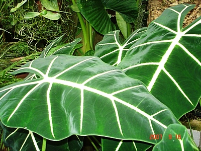 close up view of two large green plants in a rainforest setting