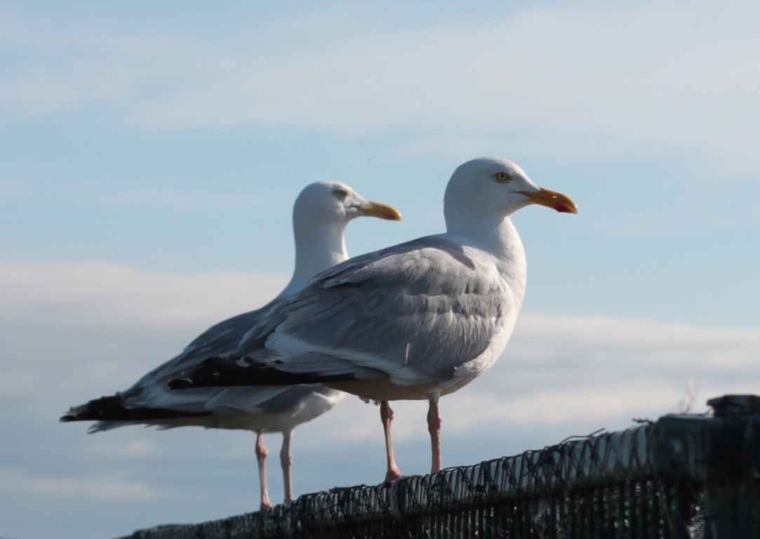 two white seagulls standing on top of a black fence
