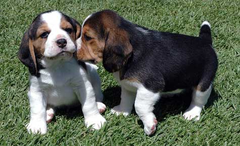 two dogs that are sniffing each other on the grass