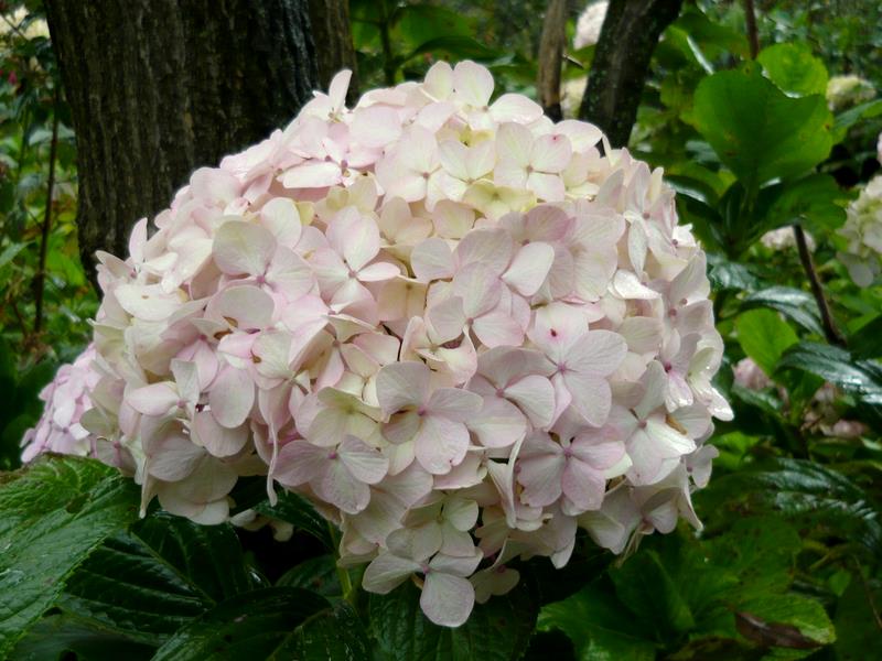 a white flower blooming in a green forest