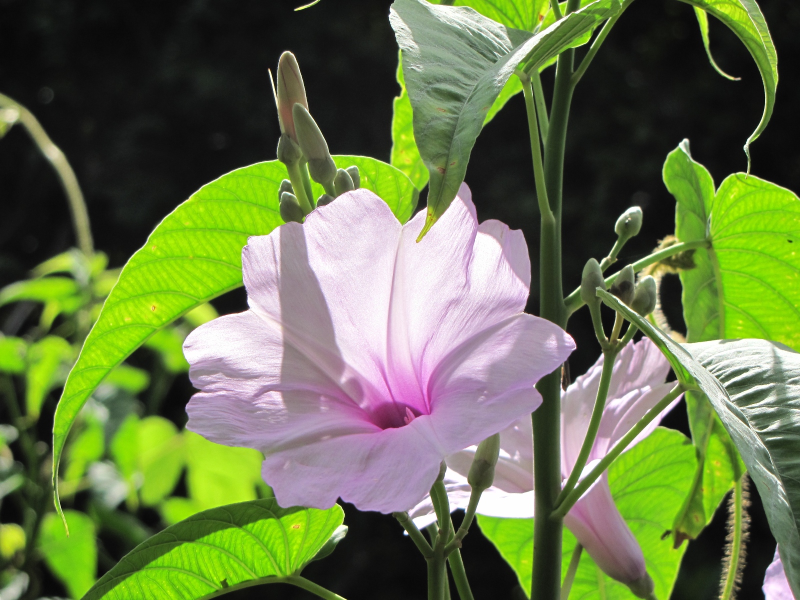 a bright pink flower is surrounded by green leaves