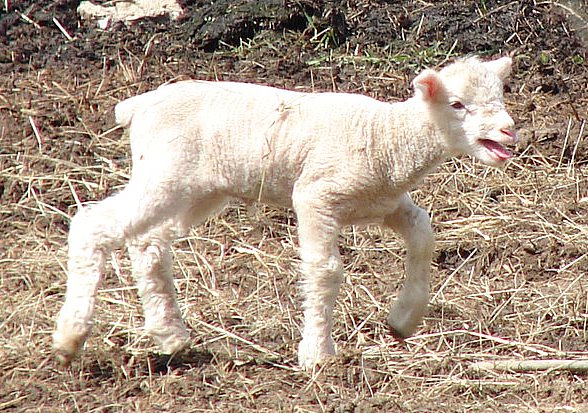 a young lamb walking across dry grass and mulch