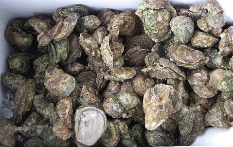 shellfish are found in the ocean from many different sources
