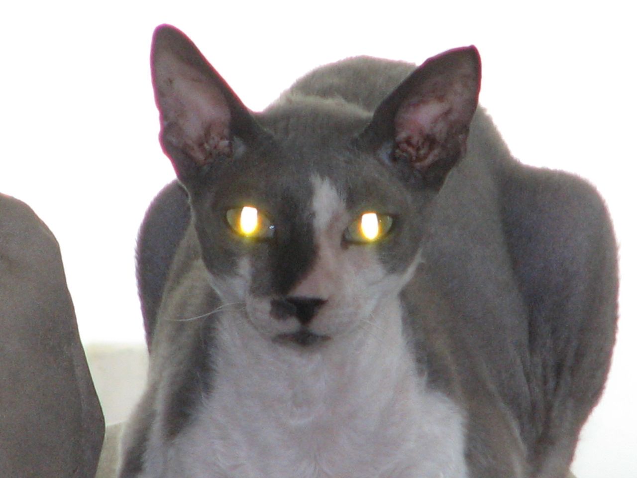 there is a cat with yellow eyes on the camera