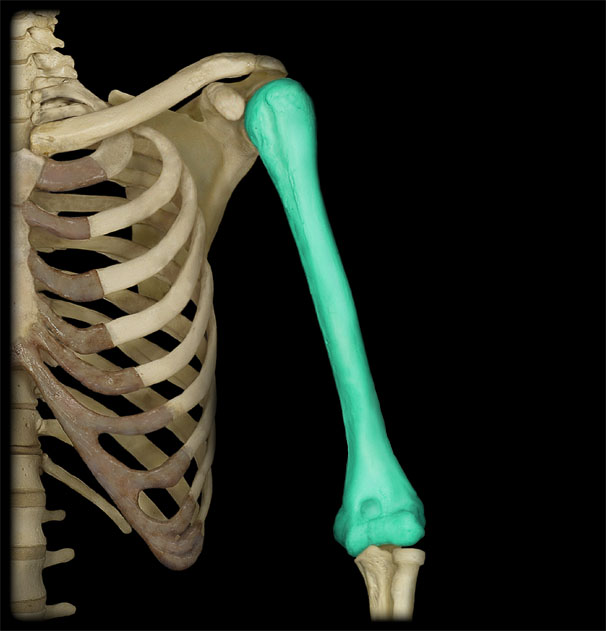 the skeleton of a man is highlighted in green