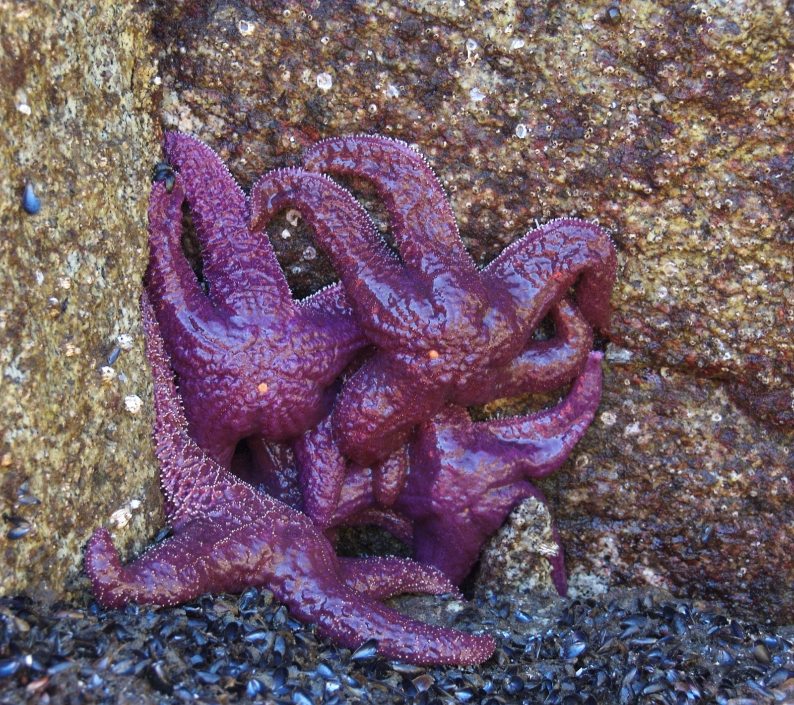 two purple pieces of coral are on the rock