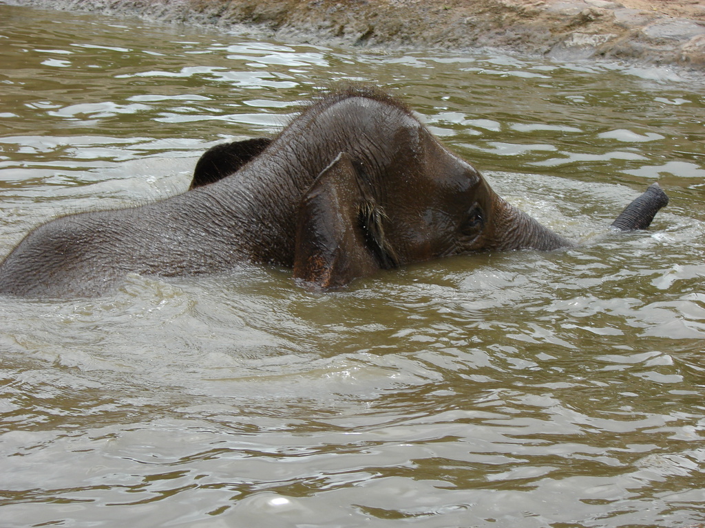 an elephant is swimming in the water
