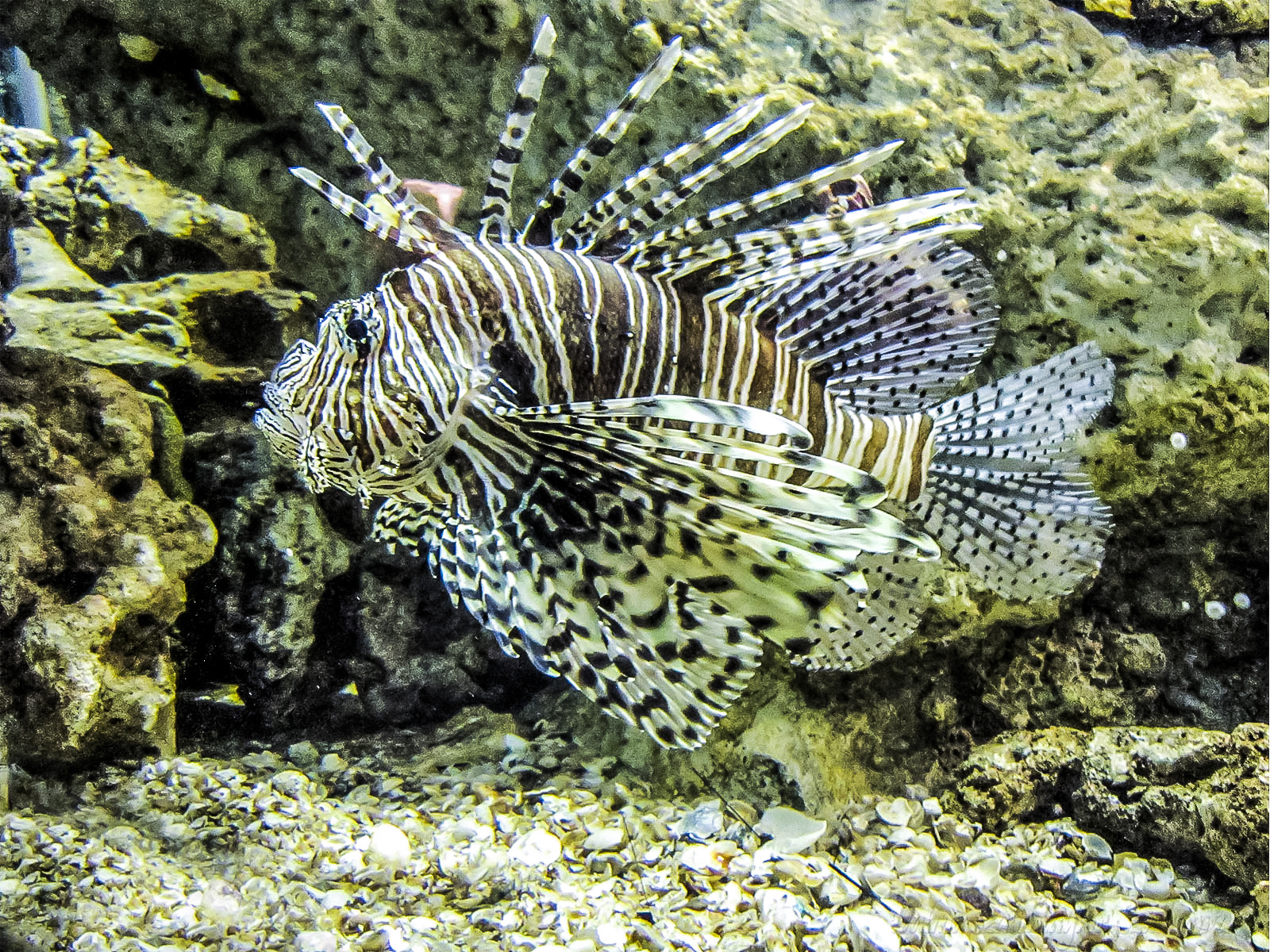 a lionfish is looking over the side of its cage