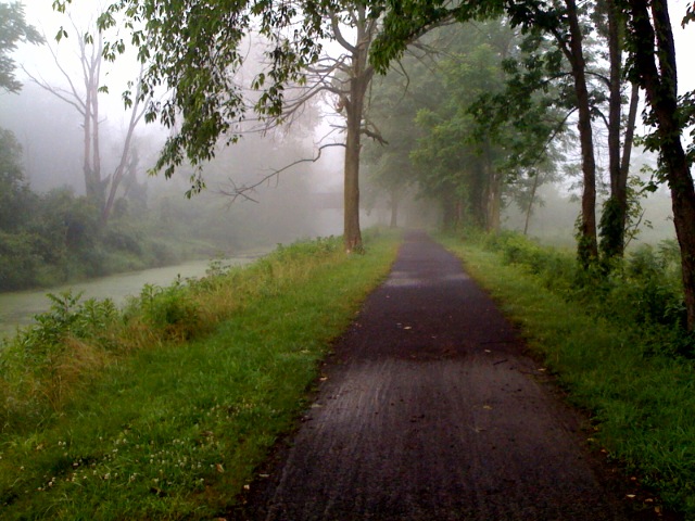 a road lined by trees with foggy grass