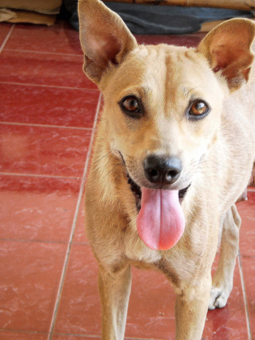 a dog standing on tiled floors, with his tongue out