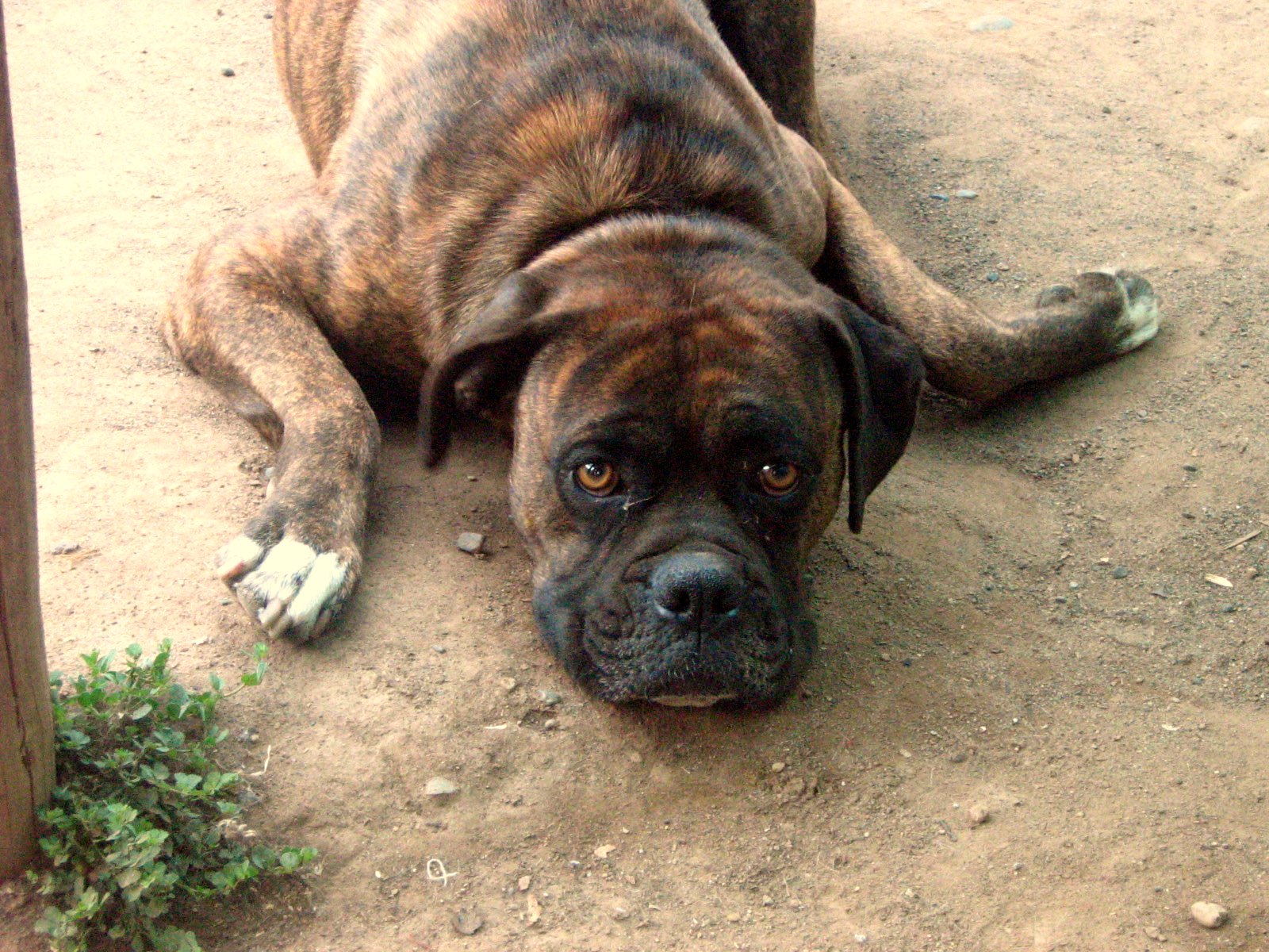 a big brown dog laying in the dirt