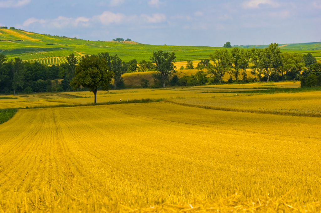 a tree stands in a wheat field