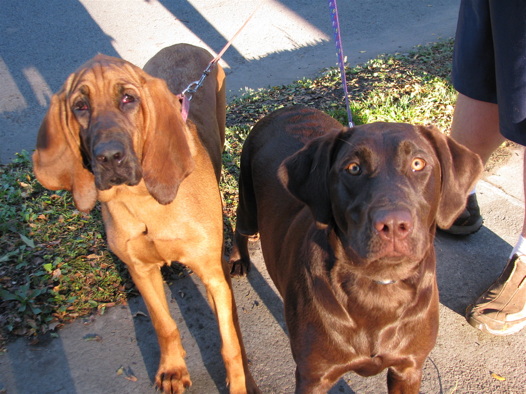 three dogs with leashes that are looking at soing